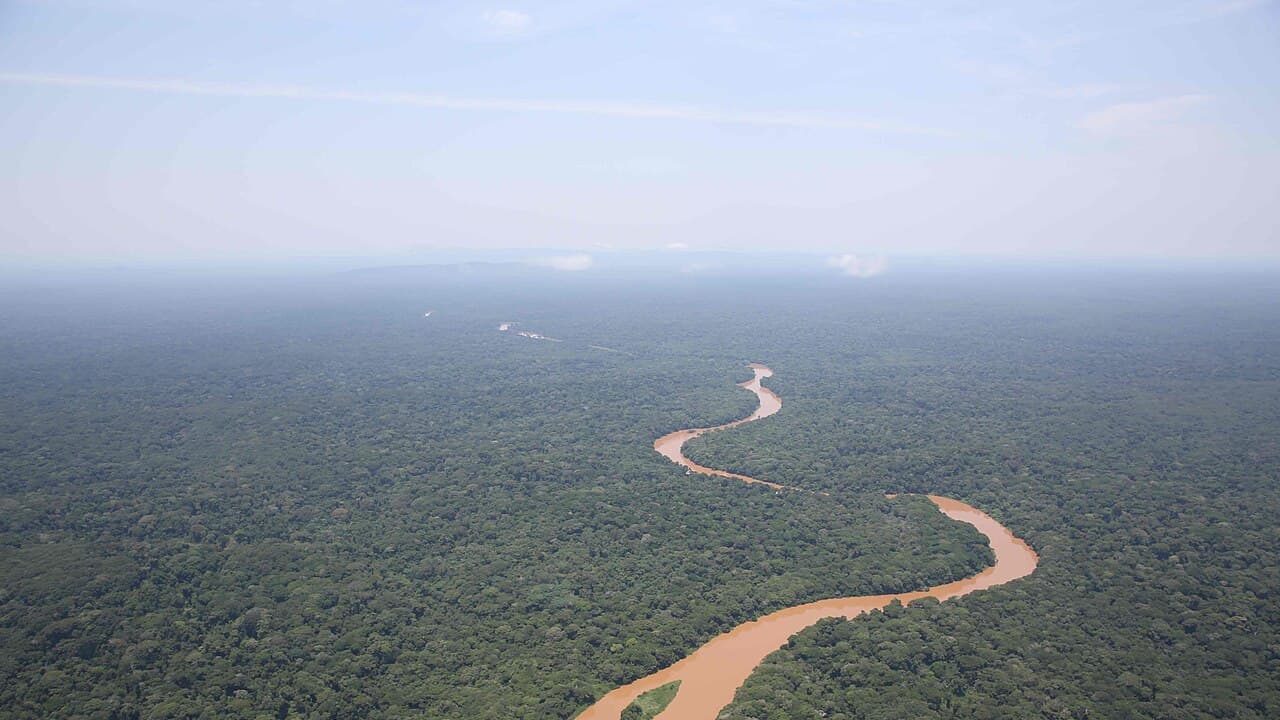 Menaces sur l'okapi en Ituri : insécurité et orpaillage illégal inquiètent les conservateurs