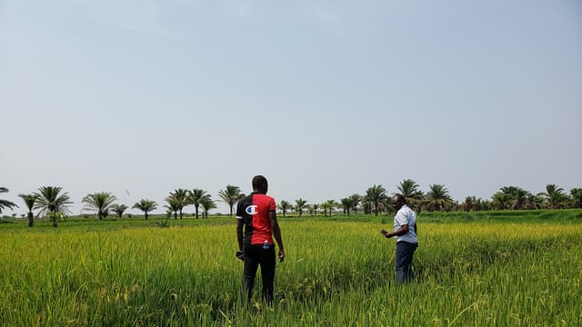 Deux hommes debout au milieu d'un champ de riz en République démocratique du Congo, les épis leur arrivant à la taille, avec une rangée de palmiers à huile à l'horizon.