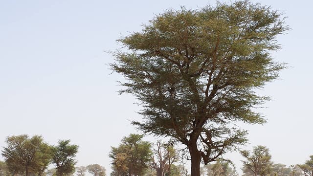 Sénégal : la disparition du Faidherbia albida menace les cultures du bassin arachidier