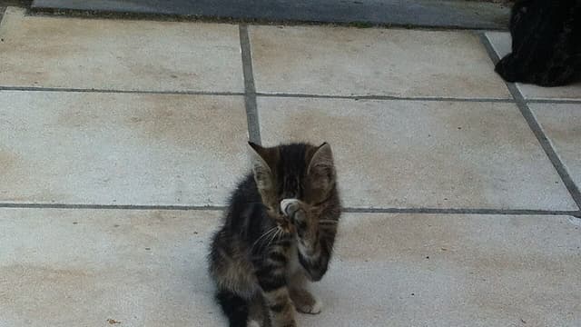 Belgique : un chaton risque l'euthanasie ou l'expulsion vers l'Algérie pour vaccination non conforme