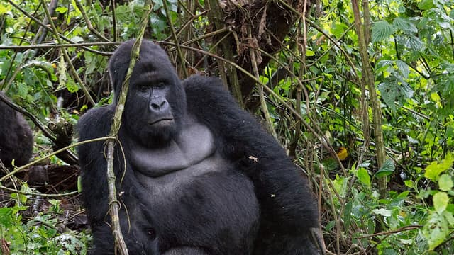 Parc des Virunga : 16e naissance de gorille de montagne en 2026 dans le secteur de Mikeno