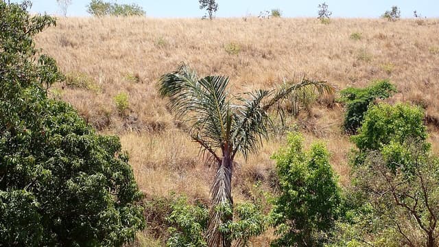 À Madagascar, le pari du raphia et du cuir de zébu haut de gamme