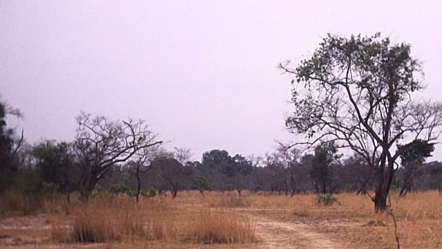 Découverte d'un gisement de 115 tonnes d'or près de Boundiali en Côte d'Ivoire