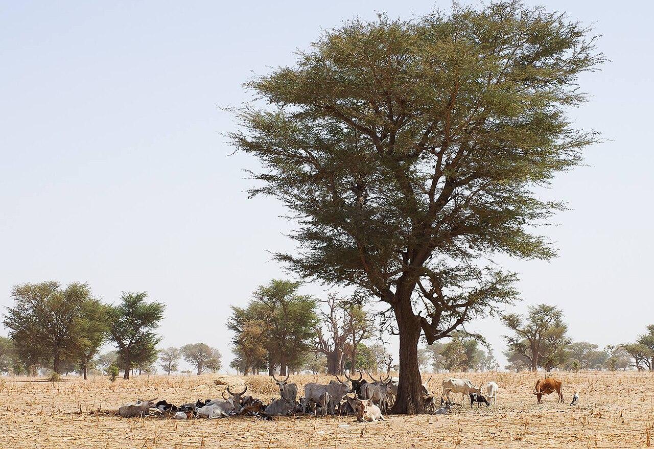 Sénégal : la disparition du Faidherbia albida menace les cultures du bassin arachidier