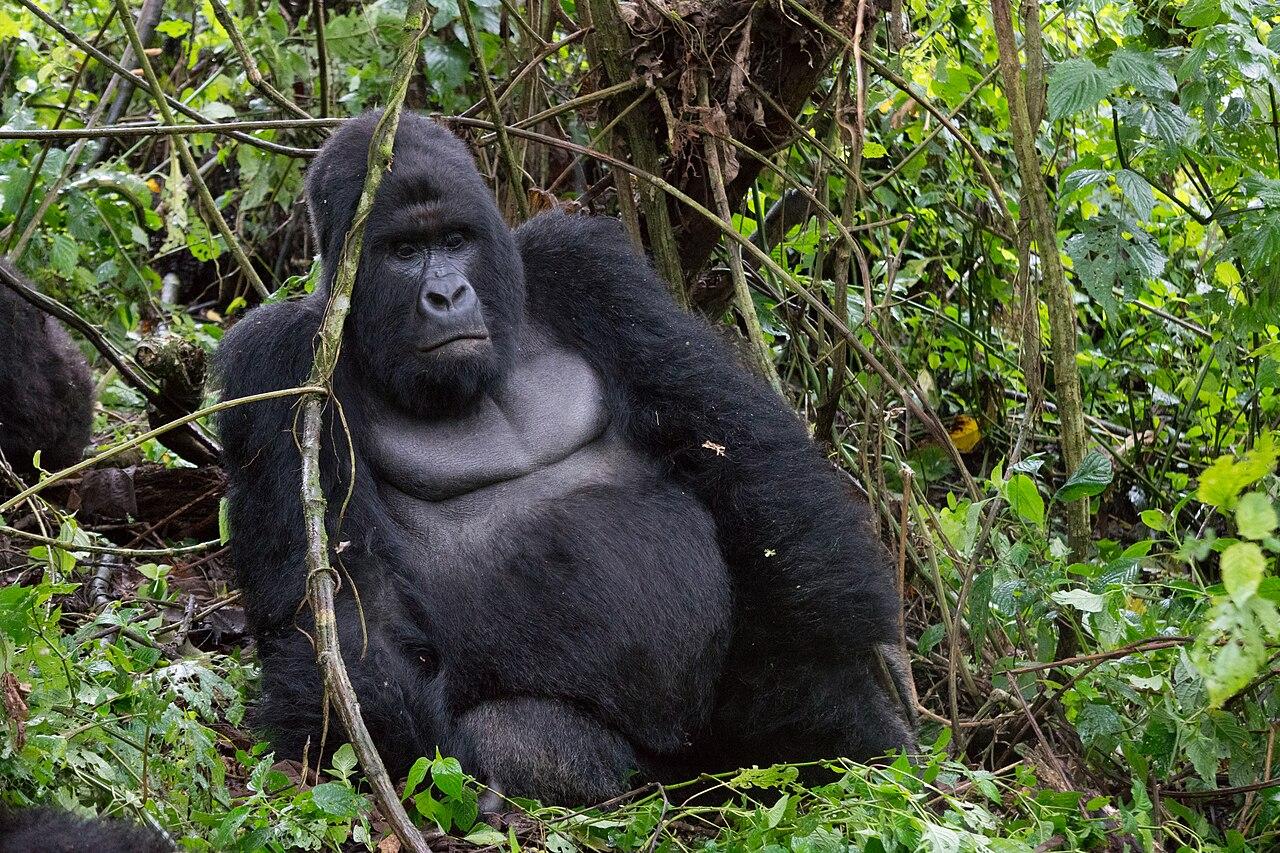 Parc des Virunga : 16e naissance de gorille de montagne en 2026 dans le secteur de Mikeno