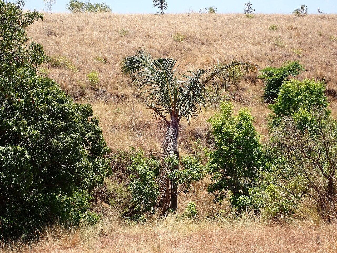 À Madagascar, le pari du raphia et du cuir de zébu haut de gamme