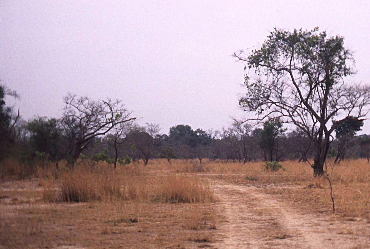 Découverte d'un gisement de 115 tonnes d'or près de Boundiali en Côte d'Ivoire