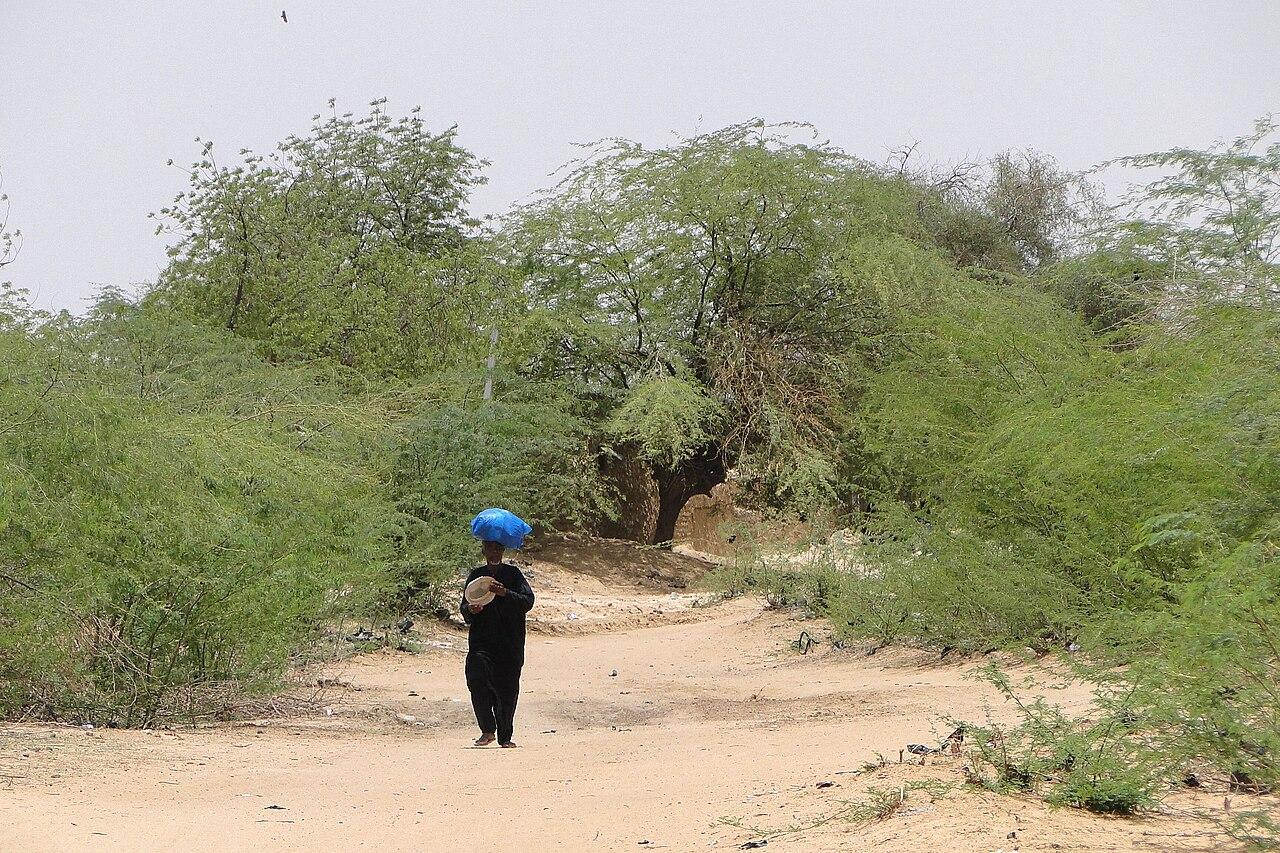 Sahel : le nombre de déplacés a presque doublé depuis 2020 selon le HCR