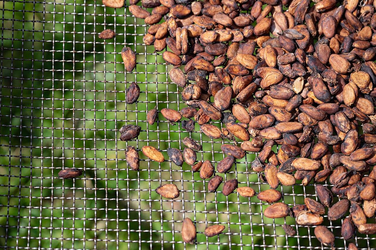 Cacao : pourquoi l'alliance entre la Côte d'Ivoire et le Ghana vacille