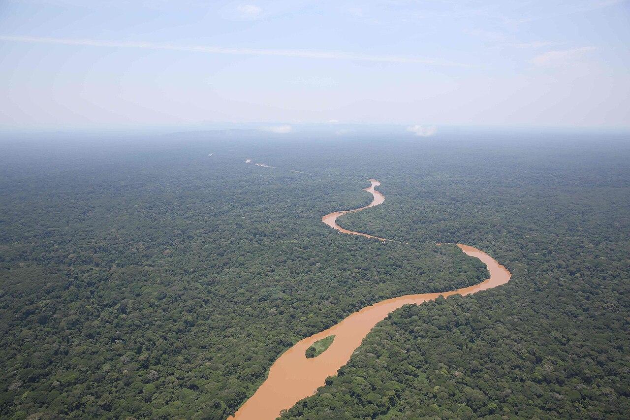 Menaces sur l'okapi en Ituri : insécurité et orpaillage illégal inquiètent les conservateurs
